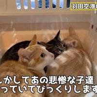 キャリーの中にいる3匹の猫たち