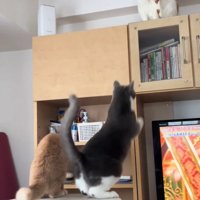 ジャンプするグレー白猫