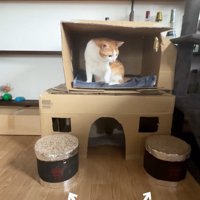 乗る猫