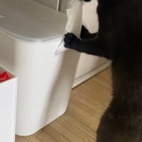 ビニールが入った箱からビニールをひっぱり出す黒猫