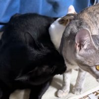 黄色い目の猫を舐める黒猫