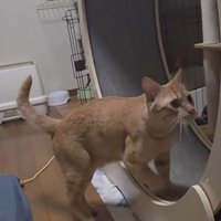 キャットホイールを回す猫