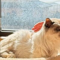 猫用ベッドに寝そべる猫