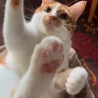 じゃれつく猫
