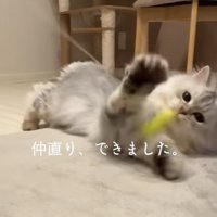 寝転がっておもちゃで遊ぶ猫