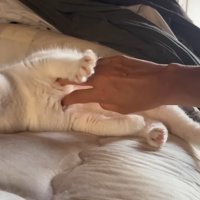 横になってなでなで