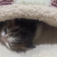 毛布にくるまる子猫2