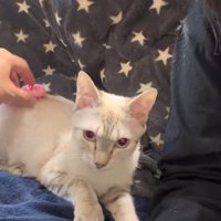 なでられている猫
