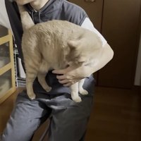 息子さんのお膝の上に乗る猫ちゃん