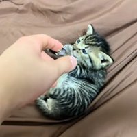 シーツの上で転がって飼い主の指にじゃれついている子猫