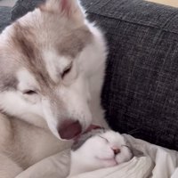 子猫の耳後ろを舐める犬