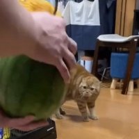 飼い主が持っているスイカを凝視する茶トラ猫