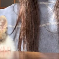 机の端から顔を出している子猫