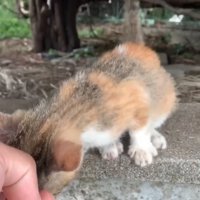 身を乗り出す子猫