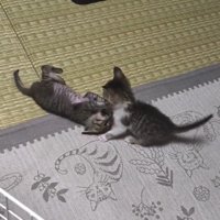 転がる猫と座っている猫
