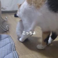 三毛猫の親子