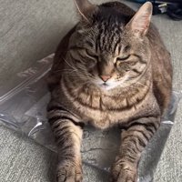 おもちゃの上でくつろぐ猫の写真10