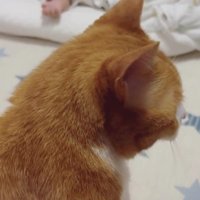 猫と赤ちゃん