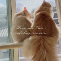 窓の外を見つめる2頭の猫