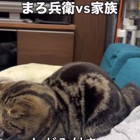 飼い主の腕にだきつくブラウンクラシックタビー