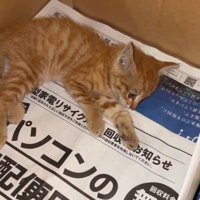 ケガをした猫