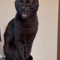 鳴き声をあげながらあくびをする猫