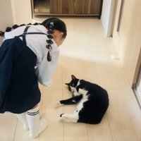 娘さんを通せんぼするハチワレ猫