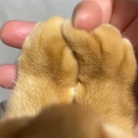 猫の指に添えた自分の指を往復させる飼い主