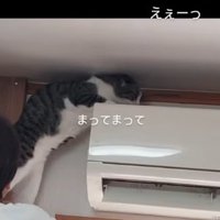 慌てる猫
