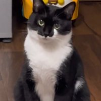 飼い主さんを見つめる猫