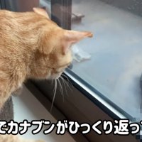 ベランダの虫を見ている猫