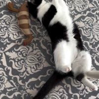 寝る猫