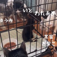 興味を示す猫たち