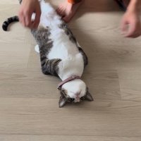 前足と後ろ足を伸ばして仰向けになる猫