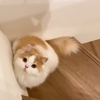 見上げて
