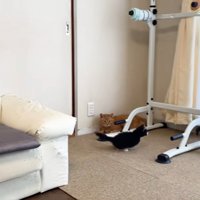 部屋を走りまわる2匹の子猫