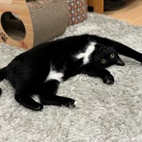カーペットの上で仰向けになっている白黒猫
