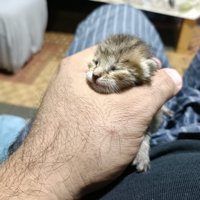 手のひらで包まれる子猫