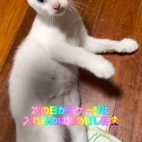 横になって見上げる子猫