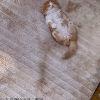 ゆっくりと子猫に近づく投稿者