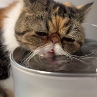 舌を出す猫