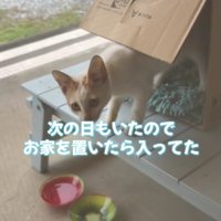 段ボールから出てくる猫