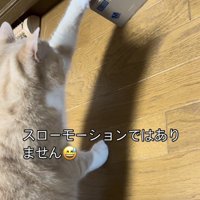 貯金箱に触るスコティッシュフォールド