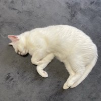 「つ」の形で寝る猫