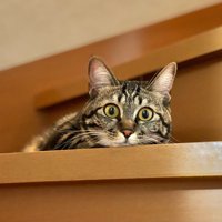 階段の上の猫