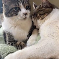 寄り添って寝る2匹の猫