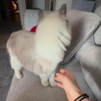 ソファの上の猫