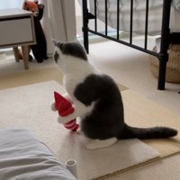 レッサーパンダのぬいぐるみを見て動きを止める猫