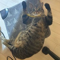 寝転がる猫