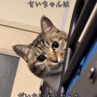 手すりの奥から顔を覗かせている猫